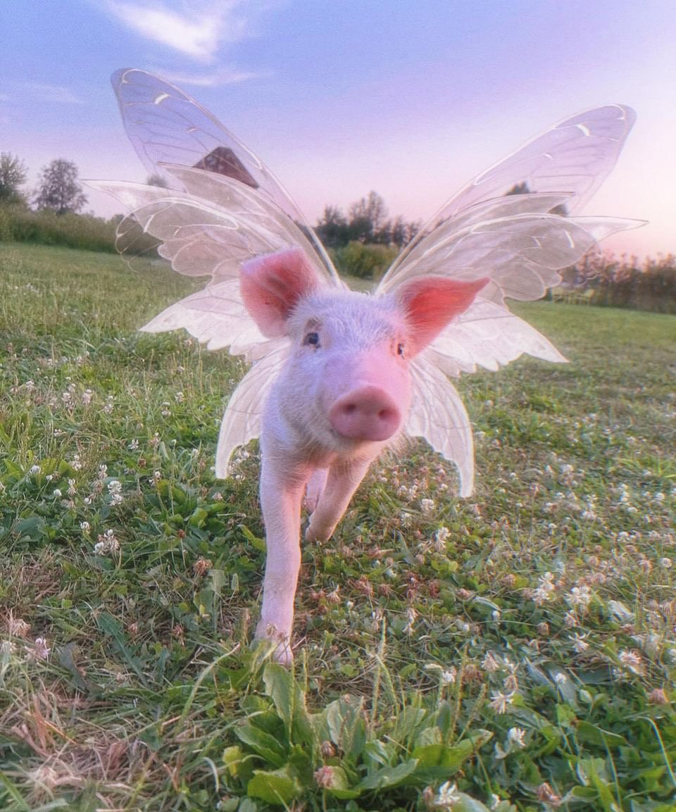 here's a picture of an adorable fairy piggy