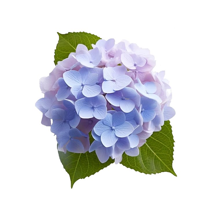 Hydrangeas!